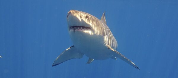 Un grand requin blanc - Sputnik Afrique