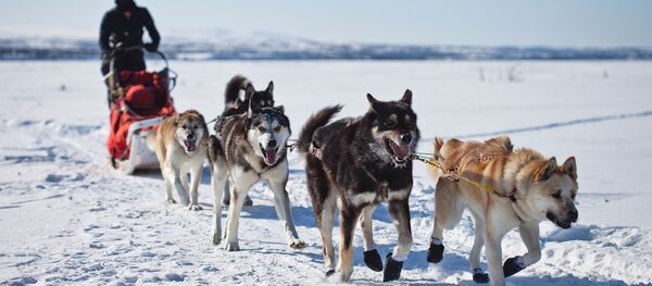 Alaska - Sputnik Afrique