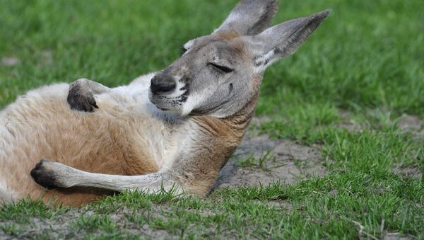 Un kangourou - Sputnik Afrique