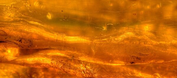 Amber - Sputnik Afrique