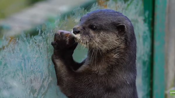 When cute otters get hungry, their reaction is priceless - Sputnik Afrique