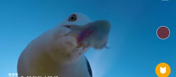 Apres avoir dérobé une caméra, une mouette a filmé son vol - Sputnik Afrique