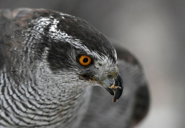 Un faucon au service du Kremlin Un faucon au service du Kremlin - Sputnik Afrique