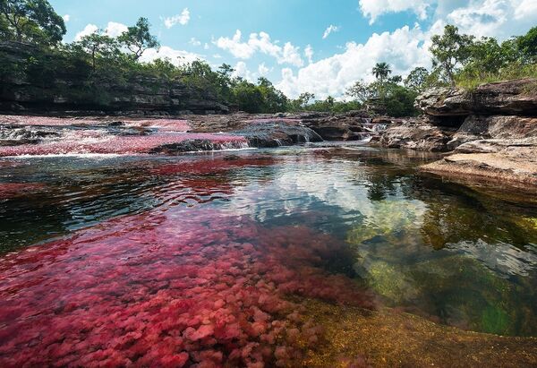Le Caño Cristales - Sputnik Afrique