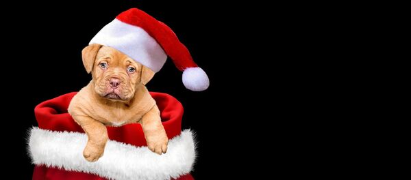Un chiot de Noël - Sputnik Afrique
