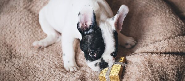 Un chien avec un cadeau - Sputnik Afrique