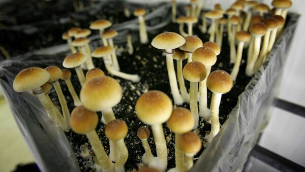 Magic mushrooms are seen in a grow room at the Procare farm in Hazerswoude, central Netherlands, Friday Aug. 3, 2007 - Sputnik Afrique