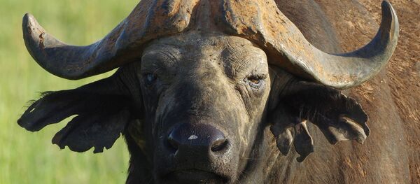 Un buffle - Sputnik Afrique