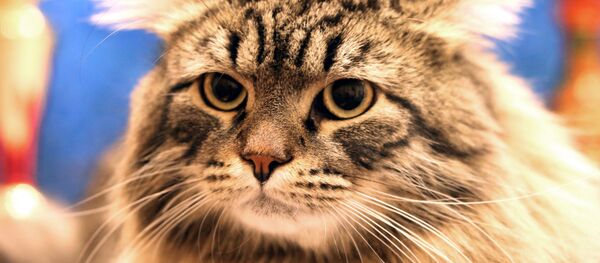 Un chat sibérien - Sputnik Afrique