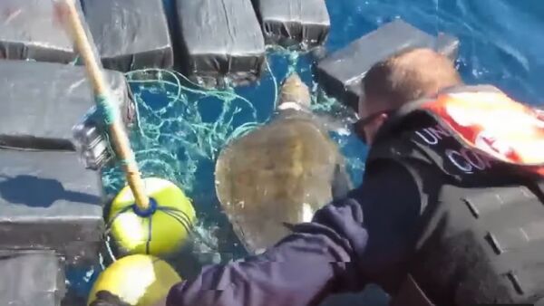 Une tortue de mer emmêlée dans des paquets de cocaïne sauvée par des marins - Sputnik Afrique
