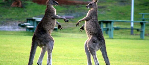 kangourous se battent - Sputnik Afrique