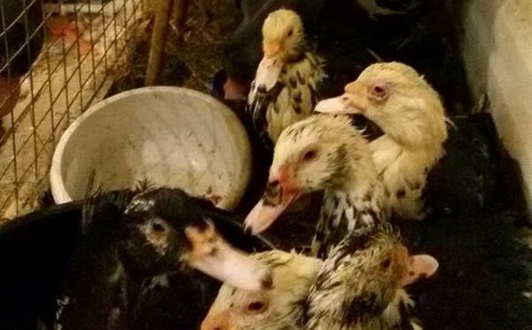 Les canards lors du gavage Les canards lors du gavage - Sputnik Afrique