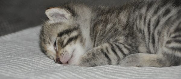 Chaton - Sputnik Afrique