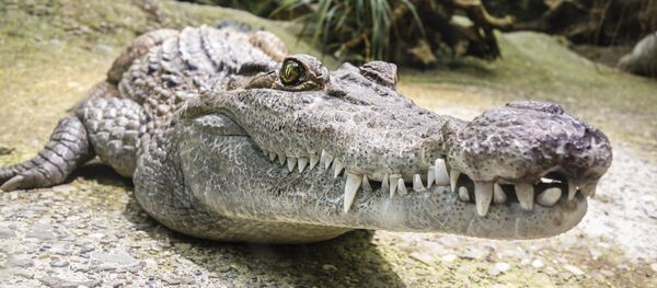 Un alligator - Sputnik Afrique
