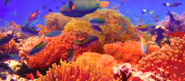 Un monde sous-marin à couper le souffle - Sputnik Afrique