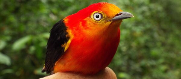 pipra - Sputnik Afrique