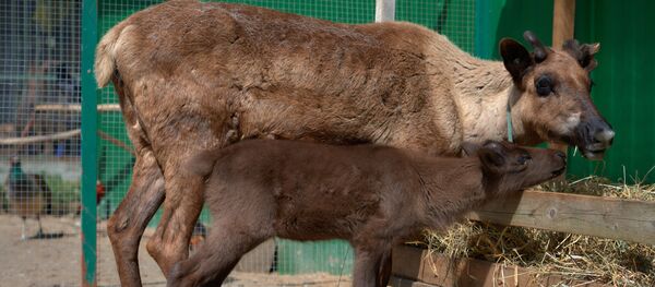 Biches Biches - Sputnik Afrique