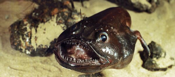 Une baudroie commune Une baudroie commune - Sputnik Afrique