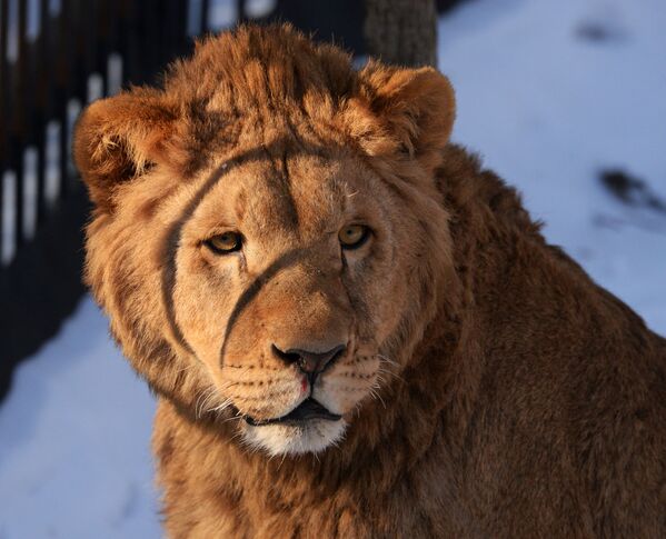 Bienvenus aux lions, pumas et lynx, les nouveaux résidents du parc safari du Primorié! - Sputnik Afrique