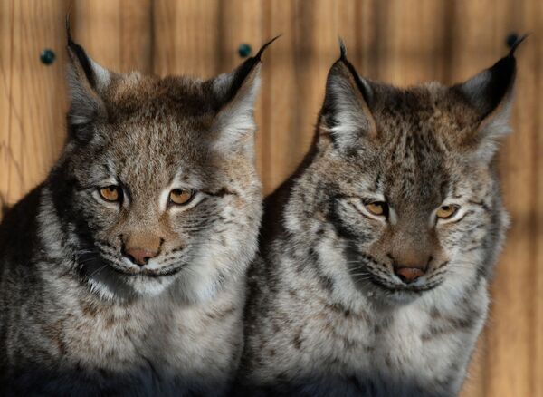 Bienvenus aux lions, pumas et lynx, les nouveaux résidents du parc safari du Primorié! - Sputnik Afrique