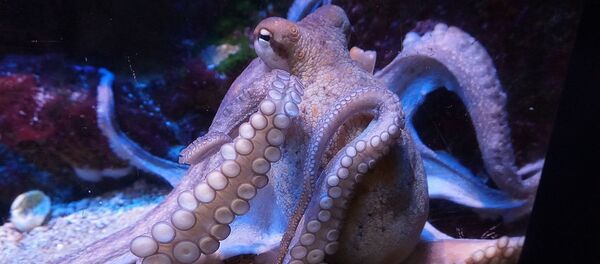 la pieuvre - Sputnik Afrique