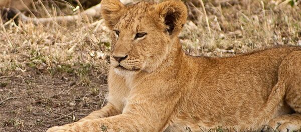 Un lionceau Un lionceau - Sputnik Afrique