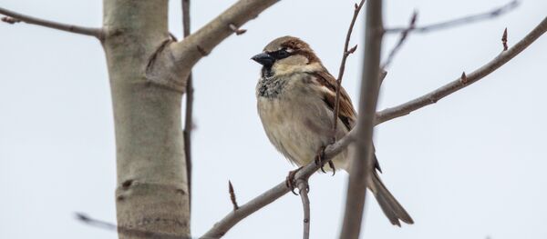 un moineau - Sputnik Afrique