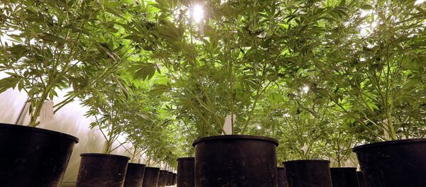 Cannabis - Sputnik Afrique