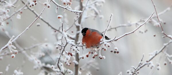 Froid - Sputnik Afrique