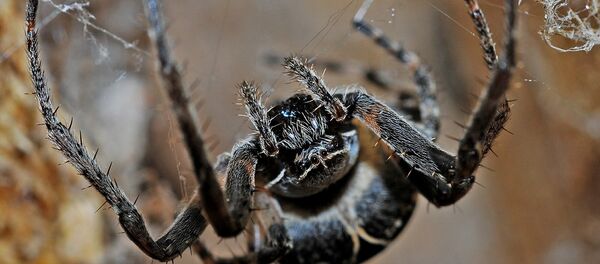 araignée - Sputnik Afrique
