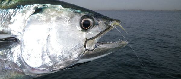 thon - Sputnik Afrique