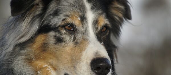 Un berger australien Un berger australien - Sputnik Afrique