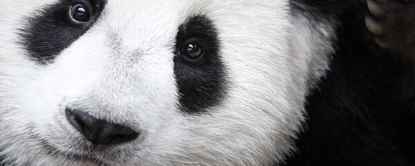 Un panda - Sputnik Afrique
