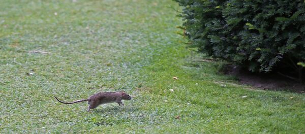 Un rat  - Sputnik Afrique