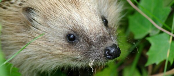 Hérisson - Sputnik Afrique