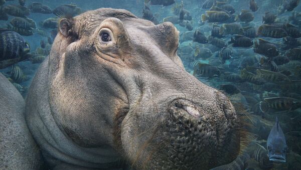 Hippopotamus Underwater - Sputnik Afrique