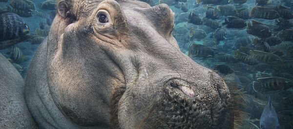 Hippopotamus Underwater - Sputnik Afrique