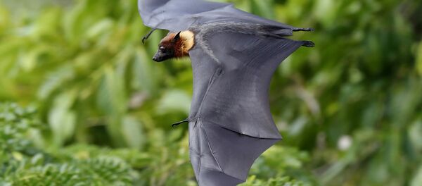 Un renard volant à tête grise - Sputnik Afrique