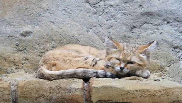 chat de sable - Sputnik Afrique