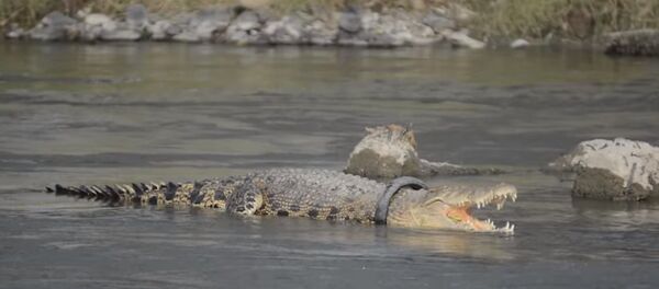 Crocodile Lives With Tyre Around Its Neck - Sputnik Afrique