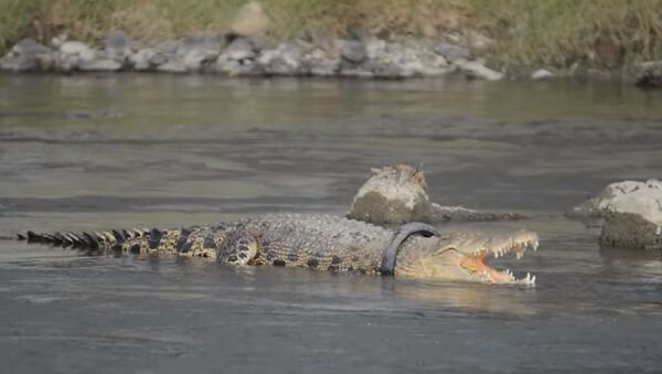 Crocodile Lives With Tyre Around Its Neck - Sputnik Afrique