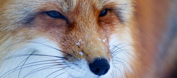 Fox - Sputnik Afrique