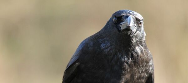 une corneille - Sputnik Afrique