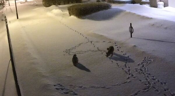 Owl vs. fox in unlikely match in the middle of a winter night - Sputnik Afrique