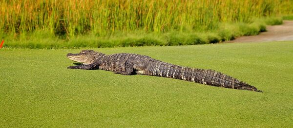 Un alligator sur un terrain de golf Un alligator sur un terrain de golf - Sputnik Afrique