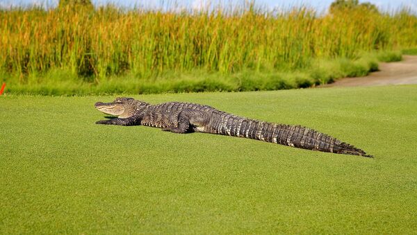 Un alligator sur un terrain de golf - Sputnik Afrique