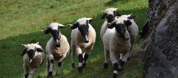 troupeau de brebis - Sputnik Afrique