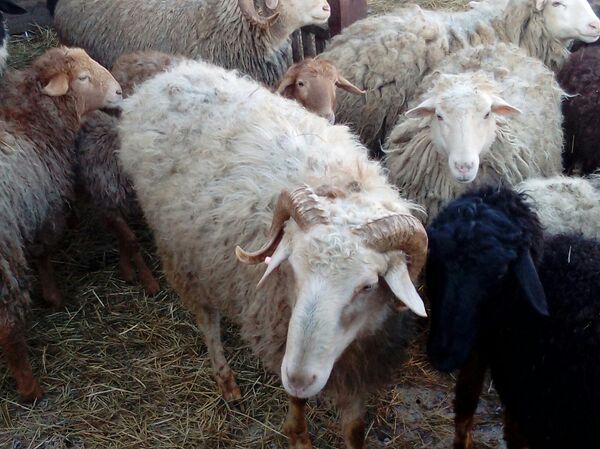 Le troupeau de Nariman Koupriakov - Sputnik Afrique