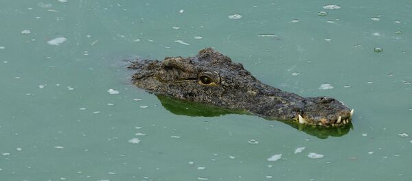 Crocodile - Sputnik Afrique