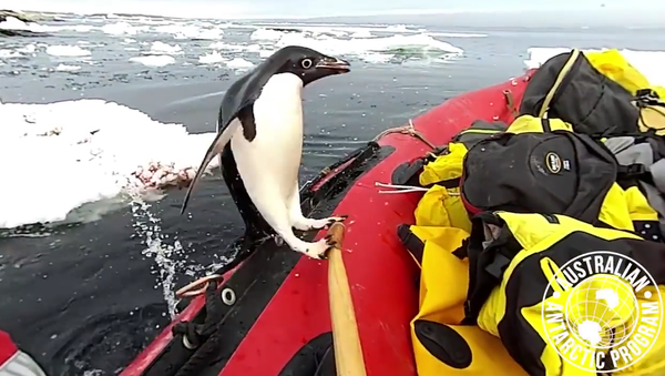 Dans un style très antarctique, un manchot a assouvi sa curiosité en inspectant un bateau pneumatique - Sputnik Afrique